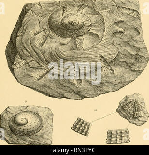 . Annalen des Naturhistorischen musées de Vienne. Naturhistorisches Museum (Autriche) ; l'histoire naturelle. A.n.Swtfboda goz SVAP.u.lith.. ÜthJi-Banmvarih.Ansl v.t,"Wieti, Annal.d.kk.Naturhist Hofmuseums BandVH..1892.. Veuillez noter que ces images sont extraites de la page numérisée des images qui peuvent avoir été retouchées numériquement pour plus de lisibilité - coloration et l'aspect de ces illustrations ne peut pas parfaitement ressembler à l'œuvre originale.. Naturhistorisches Museum (Autriche). Wien, Naturhistorisches Museum [etc. ] Banque D'Images