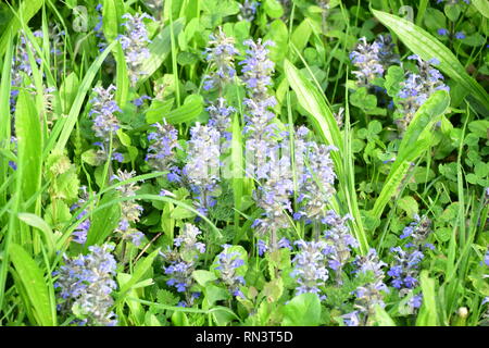 Différentes plantes sur un meadw Banque D'Images