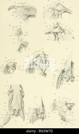 . Annalen des K.K. Hofmuseums Naturhistorischen. K. K. Naturhistorisches Hofmuseum (Vienne, Autriche) ; l'histoire naturelle. F.Sie'benrock : Schiilter^Teleosteer üi-tel der 8. Taf.c.. J FU'isctiiimnan.d.N.accalmie. Lith.TliBaninvarlh TOcn Alisl V. Aniialon nnliirliisl. kK dos. lloriiuisciiuis liaiul XVI. Veuillez noter que ces images sont extraites de la page numérisée des images qui peuvent avoir été retouchées numériquement pour plus de lisibilité - coloration et l'aspect de ces illustrations ne peut pas parfaitement ressembler à l'œuvre originale.. K. K. Naturhistorisches Hofmuseum (Vienne, Autriche). Wien : Alfred Hlder Banque D'Images