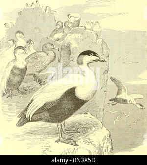 . Animer la création : populaires édition de "Notre monde vivant" : une histoire naturelle. Zoologie Zoologie ;. 610 L'EIDER À DUVET. Canard de Stellee (PolysUcta stelleri) est un oiseau très rare à l'heure actuelle, et est, semble-t-il, petit à petit au même sort que les espèces précédentes. C'est un oiseau remarquable dans sa marque- ings, presque autant que l'arlequin. Il vit dans l'Arctique et des côtes du nord des deux hémisphères. Audubon décrit cela comme Western Duck, et dit : " ce beau canard, qui a été couverte par SteUer, sur la côte nord-ouest de l'Amérique, n'a jamais été connu pour en Banque D'Images