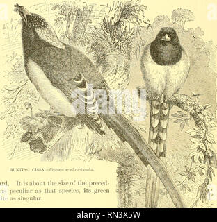 . Animer la création : populaires édition de "Notre monde vivant" : une histoire naturelle. Zoologie Zoologie ;. 284 La CISSA de chasse. La Floride, Californie, Jay Jay Jay, Woodlawn Ultramarine, Jay Jay, vert et brun, Canada Jay Jay sont des découvertes relativement récentes. Le Canada {Jay Perisoreus canadensis) est foncièrement différente des autres espèces. Nous sommes enclins à associer avec les Blue Jays. Dans ce cas, il y a une combmation de blanc et gris. Cet oiseau est trouvé de l'Atlantique au Pacifique dans la partie nord. Audubon a trouvé l'élevage, dans le Maine et le Brunswdck, et en ce qui concerne no Banque D'Images