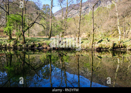 Les arbres forestiers montrant la première croissance au printemps se reflètent dans les eaux de la rivière Derwent in Borrowdale en Angleterre's Lake District National Park Banque D'Images