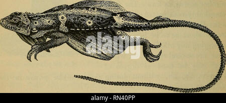 . Physiologie animale. La Physiologie, physiologie ; comparatif, comparatif. Fig. 234.-Draco volans. soutien dans l'air, sont trouvés dans certains membres de toutes les classes de la respiration de l'air- Yertebrata ; mais ils sont surtout caractéristique de la classe des Oiseaux, dans quelle classe l'absence d'entre eux est l'exception à la règle générale ; tandis que dans les mammifères et reptiles, c'est leur présence qui constitue l'exception. Ces ailes sont universellement formé par quelques modifications de la partie antérieure des membres, ce qui les rend impropres à être utilisés comme instruments de la progression sur le terrain ; mais la nature de cette Banque D'Images