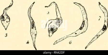 . Les animaux de la terre et de la mer. Zoologie ; insectes ; Zoologie. . Veuillez noter que ces images sont extraites de la page numérisée des images qui peuvent avoir été retouchées numériquement pour plus de lisibilité - coloration et l'aspect de ces illustrations ne peut pas parfaitement ressembler à l'œuvre originale.. Clark, Austin Hobart, b. 1880. New York, D. Van Nostrand Company Banque D'Images