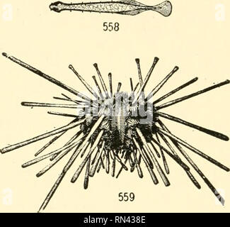 . Les animaux de la terre et de la mer. Zoologie ; insectes ; Zoologie. Fig. 552-559. Les brachiopodes, un Chétognathe, et un oursin. Pour les explications des figures voir p. xxLx. crinoïdes, et par un grand nombre de crustacés, qui digèrent la matière organique hors de lui, vivant de la même manière que certains de leurs proches ne le long des rives. Pour les autres animaux, comme les éponges, des jets-, pédonculées crinoïdes et les coelentérés, les intermédiaires sont nécessaires pour rendre cette nourriture disponible, et. Veuillez noter que ces images sont extraites de la page numérisée des images qui peuvent avoir été retouchées numériquement pour plus de lisibilité - co Banque D'Images