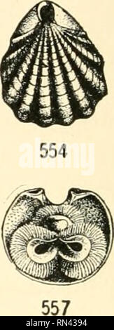 . Les animaux de la terre et de la mer. Zoologie ; insectes ; Zoologie. . Veuillez noter que ces images sont extraites de la page numérisée des images qui peuvent avoir été retouchées numériquement pour plus de lisibilité - coloration et l'aspect de ces illustrations ne peut pas parfaitement ressembler à l'œuvre originale.. Clark, Austin Hobart, b. 1880. New York, D. Van Nostrand Company Banque D'Images