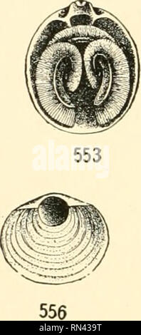 . Les animaux de la terre et de la mer. Zoologie ; insectes ; Zoologie. 55'5. Veuillez noter que ces images sont extraites de la page numérisée des images qui peuvent avoir été retouchées numériquement pour plus de lisibilité - coloration et l'aspect de ces illustrations ne peut pas parfaitement ressembler à l'œuvre originale.. Clark, Austin Hobart, b. 1880. New York, D. Van Nostrand Company Banque D'Images