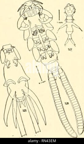 . Les animaux de la terre et de la mer. Zoologie ; insectes ; Zoologie. . Veuillez noter que ces images sont extraites de la page numérisée des images qui peuvent avoir été retouchées numériquement pour plus de lisibilité - coloration et l'aspect de ces illustrations ne peut pas parfaitement ressembler à l'œuvre originale.. Clark, Austin Hobart, b. 1880. New York, D. Van Nostrand Company Banque D'Images