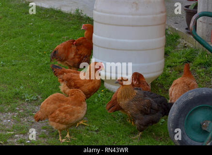 Faire dorer les poulets à aire libre sur l'herbe à la ferme, la volaille domestique, le gallus domesticus Banque D'Images