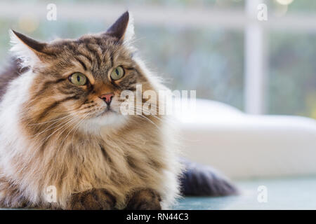 Furry adorable chat de race sibérienne dans un jardin hypoallergénique aux cheveux longs,animal de compagnie. Chaton curieux jusqu'à Banque D'Images