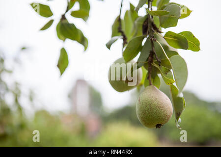 Suspendue à un pear pear tree avec leafs sur la branche et des flous d'arrière-plan vert de jardin Banque D'Images