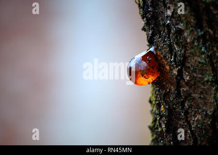 Goutte de résine d'arbre, ambre Banque D'Images