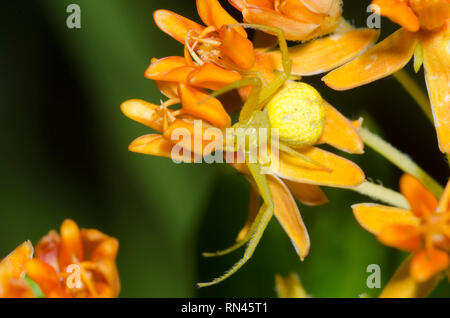 Araignée Crabe, Mecaphesa sp., en orange, de l'asclépiade (Asclepias tuberosa Banque D'Images