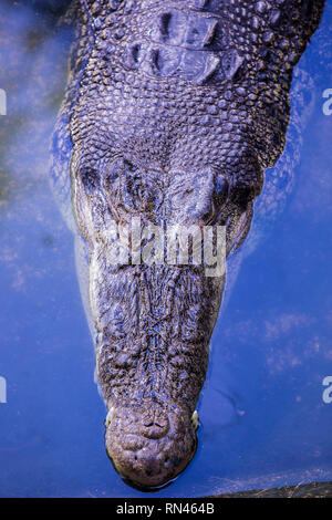 Les crocodiles dans la piscine sur une ferme de crocodile close-up. Banque D'Images