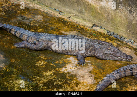 Les crocodiles dans la piscine sur une ferme de crocodile close-up. Banque D'Images