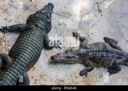 Les crocodiles dans la piscine sur une ferme de crocodile close-up. Banque D'Images