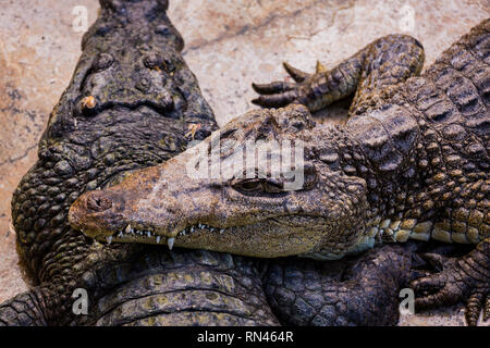 Les crocodiles dans la piscine sur une ferme de crocodile close-up. Banque D'Images