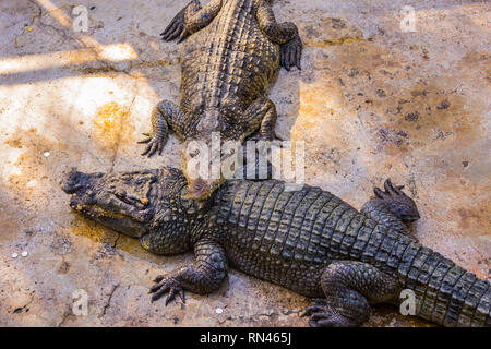 Les crocodiles dans la piscine sur une ferme de crocodile close-up. Banque D'Images