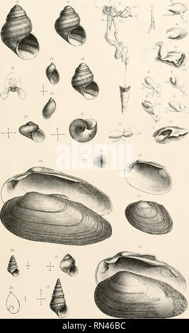 . Annalen des K.K. Hofmuseums Naturhistorischen. K. K. Naturhistorisches Hofmuseum (Vienne, Autriche) ; l'histoire naturelle. Sturaixy Molluskenfauna ; der europäischen Türkei .(TafU) TafSK.. SvoTjoia nilCat .V, LifliAnsi ilIiüi.ocz vTli BaTimvanhXico- Annalen de s kk.naturhistflofiaus emue Band IX .18 94.. Veuillez noter que ces images sont extraites de la page numérisée des images qui peuvent avoir été retouchées numériquement pour plus de lisibilité - coloration et l'aspect de ces illustrations ne peut pas parfaitement ressembler à l'œuvre originale.. K. K. Naturhistorisches Hofmuseum (Vienne, Autriche). Wien : Alfred Hlder Banque D'Images