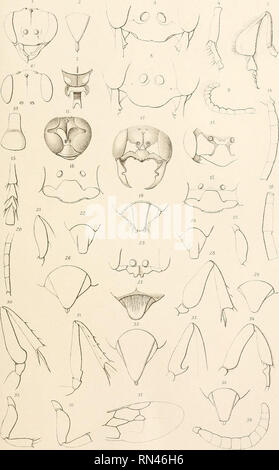 . Annalen des K.K. Hofmuseums Naturhistorischen. K. K. Naturhistorisches Hofmuseum (Vienne, Autriche) ; l'histoire naturelle. Fr.Kohl : Zur Hymenopterenfauna Afrikas. Tar.xml. I. Autor del- Lilh-Ansi "l"h.Banmvarth,'Wlen, Annalen des kk.natiirlustflofmuseums^ Bande IX.189.. Veuillez noter que ces images sont extraites de la page numérisée des images qui peuvent avoir été retouchées numériquement pour plus de lisibilité - coloration et l'aspect de ces illustrations ne peut pas parfaitement ressembler à l'œuvre originale.. K. K. Naturhistorisches Hofmuseum (Vienne, Autriche). Wien : Alfred Hlder Banque D'Images