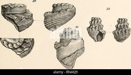 . Annalen des K.K. Hofmuseums Naturhistorischen. K. K. Naturhistorisches Hofmuseum (Vienne, Autriche) ; l'histoire naturelle. A. Slobodan.d.Nal.^ez.u.lilh. 333'l- Lith-Aisl v-Tli.Bannwarth.^^en. Annal.d.kk.Naturfüst HofmuseumsBand.IX. 1894-.. Veuillez noter que ces images sont extraites de la page numérisée des images qui peuvent avoir été retouchées numériquement pour plus de lisibilité - coloration et l'aspect de ces illustrations ne peut pas parfaitement ressembler à l'œuvre originale.. K. K. Naturhistorisches Hofmuseum (Vienne, Autriche). Wien : Alfred Hlder Banque D'Images