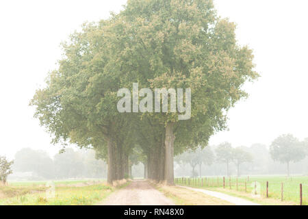 Route de campagne bordée de grands arbres dans la brume du matin Banque D'Images