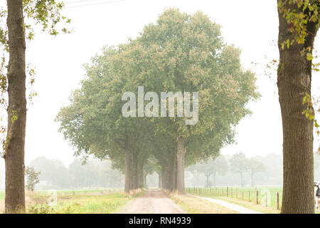 Route de campagne bordée de grands arbres dans la brume du matin Banque D'Images