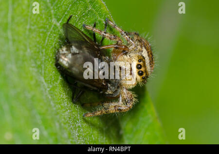 De la famille des Gradungulidae, Phidippus clarus, avec fly, l'ordre des Diptères, proies Banque D'Images