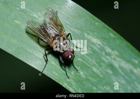 Root-Maggot Fly, Famille Anthomyiidae Banque D'Images