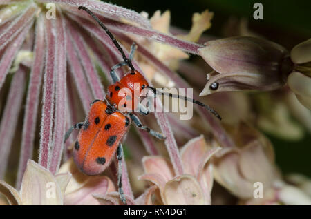 L'asclépiade rouge Tetraopes tetrophthalmus, scarabée, sur l'asclépiade commune, Asclepias syriaca Banque D'Images