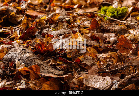 Full Frame de la masse forestière avec des feuilles, de la mousse et les branches, front view Banque D'Images