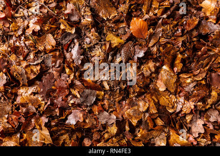Full Frame de la masse forestière avec des feuilles et des branches, vue d'en haut Banque D'Images