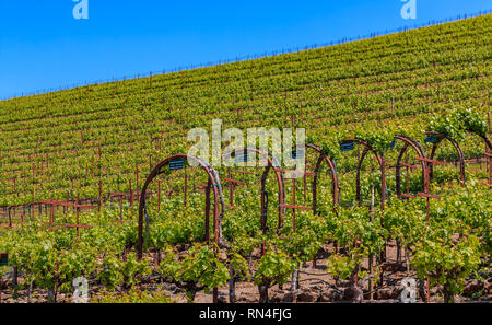 Vue rapprochée de vignes dans un vignoble au printemps dans le Comté de Sonoma, California, USA Banque D'Images