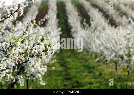 Cherry Orchard dans paysage de l'agriculture Banque D'Images