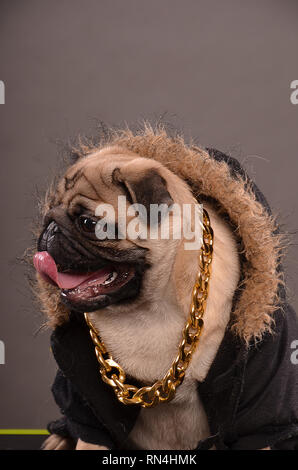 Le PUG dog wearing black Jacket with fur hood et grand collier d'or, look gangster, profil, studio shot Banque D'Images