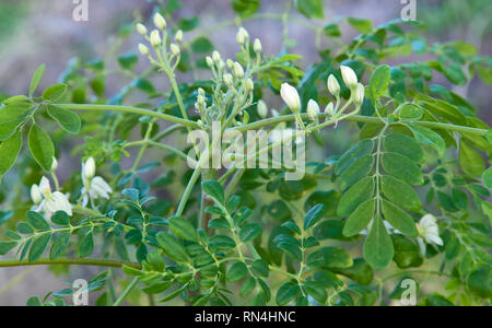 Les fleurs de l'arbre Moringa oleifera' 'Moringa, originaire d'un climat subtropical et tropical de l'Inde. Banque D'Images