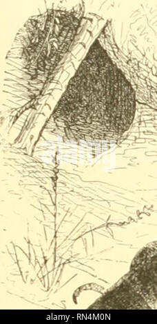 . Animer la création : populaires édition de "Notre monde vivant" : une histoire naturelle. Zoologie Zoologie ;. TEGUEXIN OU VARIEGATED I.IZARD. 43 Nous arrivons maintenant à une autre famille de lézards, appelée à partir de l'espèce typique, le Teguexins. Dans ces reptiles, la tête est recouverte de gros, réguliers, de nombreuses protections recto verso, les côtés sont plats, et la gorge a un col double. Notre premier exemple est le Teguexix ou lézard, panaché, ainsi appelé en raison de la couleur contraste Avith dont elle est décorée. Il est aussi connu sous le nom de sauvegarde, un titre qui lui a été confié l)omme c'est le th Banque D'Images