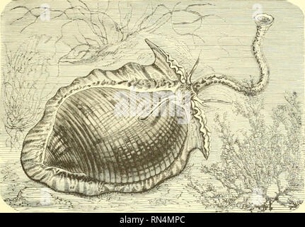 . Animer la création : populaires édition de "Notre monde vivant" : une histoire naturelle. Zoologie Zoologie ;. L'APPLE TVN-SHELL. 319 entre les deux est, que l'Magilus, d'être un shell et habitant un tunnel de pierre, ne doit pas le shell structurée délicatement requis par le Nautilus, active et donc simplement remplit les parties inutiles de la coquille avec la matière solide, ne nécessitant pas de chambres hoUow et aucun tube de communication. Le shell d'aiguille, ou détachés vis sans fin, tire son nom de la forme longue et très pointues de la coquille. Plus d'une centaine d'espèces de ce genre sont Banque D'Images