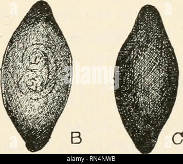 . Des parasites animaux et la maladie humaine. Comme les insectes porteurs de la maladie ; parasitologie médicale. . Veuillez noter que ces images sont extraites de la page numérisée des images qui peuvent avoir été retouchées numériquement pour plus de lisibilité - coloration et l'aspect de ces illustrations ne peut pas parfaitement ressembler à l'œuvre originale.. Chandler, Asa Crawford, 1891-1958. New York, J. Wiley [etc. ] Banque D'Images