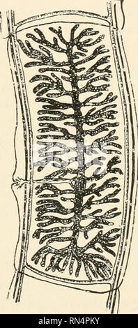 . Des parasites animaux et la maladie humaine. Comme les insectes porteurs de la maladie ; parasitologie médicale. Dibothriocephalidse 239 ténia du boeuf, dans lequel la tête est plate et possède deux slithke suckers (Fig. 87C et D). La dernière famille diffère également de l'avoir en Tseniidse avec couvercles oeufs comme ceux de la nageoire caudale (Fig. 88A), et sans les embryons développés quand il est passé dans le fseces. La famille Tseniidse ténia du boeuf. - La plus répandue des droits de ver dans la plupart des régions du monde est le ténia du boeuf, Taenia saginata adulte de cette espèce comme il se produit dans l'intestin grêle se compose de plus de 1000 prog Banque D'Images