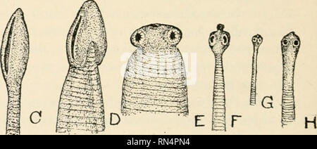 . Des parasites animaux et la maladie humaine. Comme les insectes porteurs de la maladie ; parasitologie médicale. B i Fig. 87. Certains chefs de tenias adultes trouvés dans l'homme, établi à l'échelle ; un boeuf, tenia, Taenia saginata ; B, le ver nolium, T. ; C, ténia du poisson, Dibothriocephalus latus ; D, cœur-Dihothriocephalus cordatiis sa tête, ténia ; E, ténia africains, T. africana ; F, double à larges pores, Dipylidium caninum solitaire ; G, nain, ténia ; H d'Hymenolepis nana, rat tenia, Hymcnolipis diminuta. X 10. L'esprit les diverses façons dont les oeufs peuvent être diffusées - par les cours d'eau, la pluie, les mouches, etc. Les œufs de la Banque D'Images