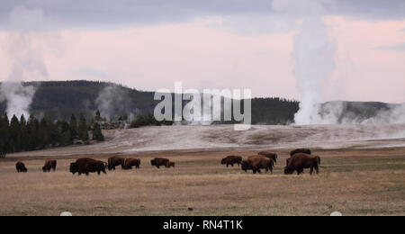 Le Bison américain est un héros parmi les geysers de Dawn Banque D'Images