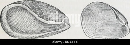 . Le royaume des animaux : organisé après son organisation ; formant une histoire naturelle des animaux et d'introduction à l'anatomie comparée. Zoologie. Tg. 170.-BuUcEa. aperta. • Viridls l'Aplysia, Montag., élevée à un genre par Oken uniler le nom Actanriy whicli aud io est au moins presque allié à l'Elysia timida. Rissn de lias été considéré comme un allié proche de l'aplysie, mais à partir de w d'un kuou leitge ant des branchies, je ne peux pas le classer. [Le branchw couvrir le dos et la surface supérieure des lobes sous la forme de réseau avasculaire, afin que la position réelle de l'Elysia est à côté de Fla Banque D'Images