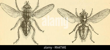 . Des parasites animaux et messmates. Les parasites. 122 PARASITES ANIMAUX ET MESSMATES. plumes avec facihty étonnant, et il n'est pas toujours limitée à la même oiseau ; il quitte son hôte à établir. Fig-. 14.-mouche à viande. Fig. 15.-mouche domestique lui-même. sur les autres, et parfois se jette u-pon l'homme de sucer son sang. Il y a quelques années, ces insectes ont pénétré dans le milieu de la nuit par les fenêtres ouvertes dans l'un des appartements de l'hôpital militaire, à Louvain, et le lendemain matin, la peau d'un grand nombre de patients, et en particulier le lit-Hnen, étaient couverts de taches de sang. Le physic Banque D'Images