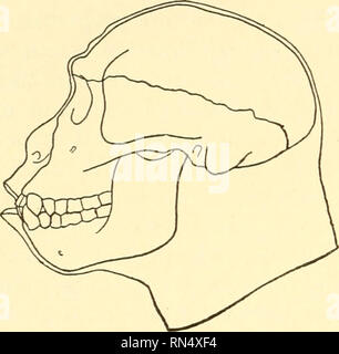 . Biologie Animale. Biologie ; zoologie ; physiologie. 432 Biologie Animale retracée avec une certaine assurance à partir de restes fossiles de l'homme pré- et les reliques de ses mains. Quand on se rend compte combien légère sont les chances pour le reste de l'homme préhistorique pour devenir fossilisés et, si préservé, d'être mis à la terre de l'ONU- à-jour, il semble remarquable que l'enregistrement n'est pas plus qu'il n'est en réalité fragmentaire, surtout quand le peu de temps que l'intérêt est centré sur le problème est examiné. Certaines des grandes formes fossiles sont de la plus haute importance, si les experts sont loin d'unanimo Banque D'Images