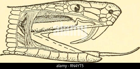 . Biologie Animale. Biologie ; zoologie ; physiologie. 358 ing biologie animale chaque oreille moyenne avec le pharynx. Arcs branchiaux, qui fonc- tion comme supports pour les branchies dans les vertébrés aquatiques, persistent en forme très modifiées en tant que structures squelettiques associées à la langue maternelle et l'entrée dans les poumons (larynx) dans formes terrestres. Enfin, à cet égard, le lecteur se rappellera les trans- formations des vaisseaux sanguins chez les vertébrés qui se produisent avec la substitution des poumons pour les branchies, et aussi les variations et les interactions des systèmes de reproduction et d'excrétion dans l'ordre croissant Banque D'Images