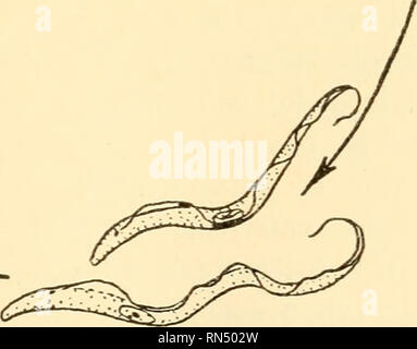 . Biologie Animale. Biologie ; zoologie ; physiologie. Formes au milieu de l'intestin (43 h. Après le repas infectant) Kewly arrivés dans la glande salivaire (12ème au 30ème jours). Les formes longues et minces dans proventrlculus (environ 10 au 15 jours) Fig. 224. - L'histoire de la vie du trypanosome, Trypanosoma gambiense, qui produit la maladie africaine du sommeil dans l'homme. Environ 1500 fois agrandie. (Modification, après Chandler.). Veuillez noter que ces images sont extraites de la page numérisée des images qui peuvent avoir été retouchées numériquement pour plus de lisibilité - coloration et l'aspect de ces illustrations ne peut pas parfaitement ressembler à l'orig Banque D'Images