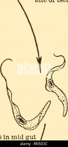 . Biologie Animale. Biologie ; zoologie ; physiologie. Formes au milieu de l'intestin (43 h. Après le repas infectant) Kewly arrivés dans la glande salivaire (12ème au 30ème jours). Veuillez noter que ces images sont extraites de la page numérisée des images qui peuvent avoir été retouchées numériquement pour plus de lisibilité - coloration et l'aspect de ces illustrations ne peut pas parfaitement ressembler à l'œuvre originale.. Woodruff, Lorande Perte, 1879-1947. New York, The Macmillan Company Banque D'Images