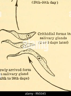 . Biologie Animale. Biologie ; zoologie ; physiologie. La mouche tsé-tsé La Transmission par piqûre de mouche tsé-tsé orms dans les glandes salivaires prêt pour ré-infection (20e-30e jour) Crithldlal formulaires dans les glandes salivaires (2 ou 3 jours plus tard). Veuillez noter que ces images sont extraites de la page numérisée des images qui peuvent avoir été retouchées numériquement pour plus de lisibilité - coloration et l'aspect de ces illustrations ne peut pas parfaitement ressembler à l'œuvre originale.. Woodruff, Lorande Perte, 1879-1947. New York, The Macmillan Company Banque D'Images