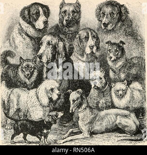 . Biologie animale, la biologie humaine. Les parties II &AMP ; iii du premier cours en biologie. La biologie. St Bernard Teckel caniche Eskimo mastiff Anglais Allemand* Pointeur bloodhound Greyhound Berger Bouledogue Terre-neuve Spitz FIG. 408. - La sélection artificielle. Ses effets dans l'apparition des variétés dans une espèce. Des chiens qui est spécialisé pour la vitesse ? Les bovins de conduite ? Les bovins d'arrêt ? Parfum de fin par ? Trouver le gibier ? Les véhicules de dessin ? Aller dans les trous ? Animaux de maison ? Par temps froid ? Au Mexique il y a un chien sans poils spécialisés pour les climats chauds. La diversité des milieux à différentes formes de n Banque D'Images